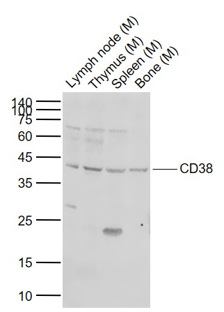 Lane 1: Mouse Lymph node tissue lysates; Lane 2: Mouse Thymus tissue lysates; Lane 3: Mouse Spleen tissue lysates; Lane 4: Mouse Bone tissue lysates probed with CD38 Polyclonal Antibody, Unconjugated (bs-24719R) at 1:1000 dilution and 4°C overnight incubation. Followed by conjugated secondary antibody incubation at 1:20000 for 60 min at 37˚C.