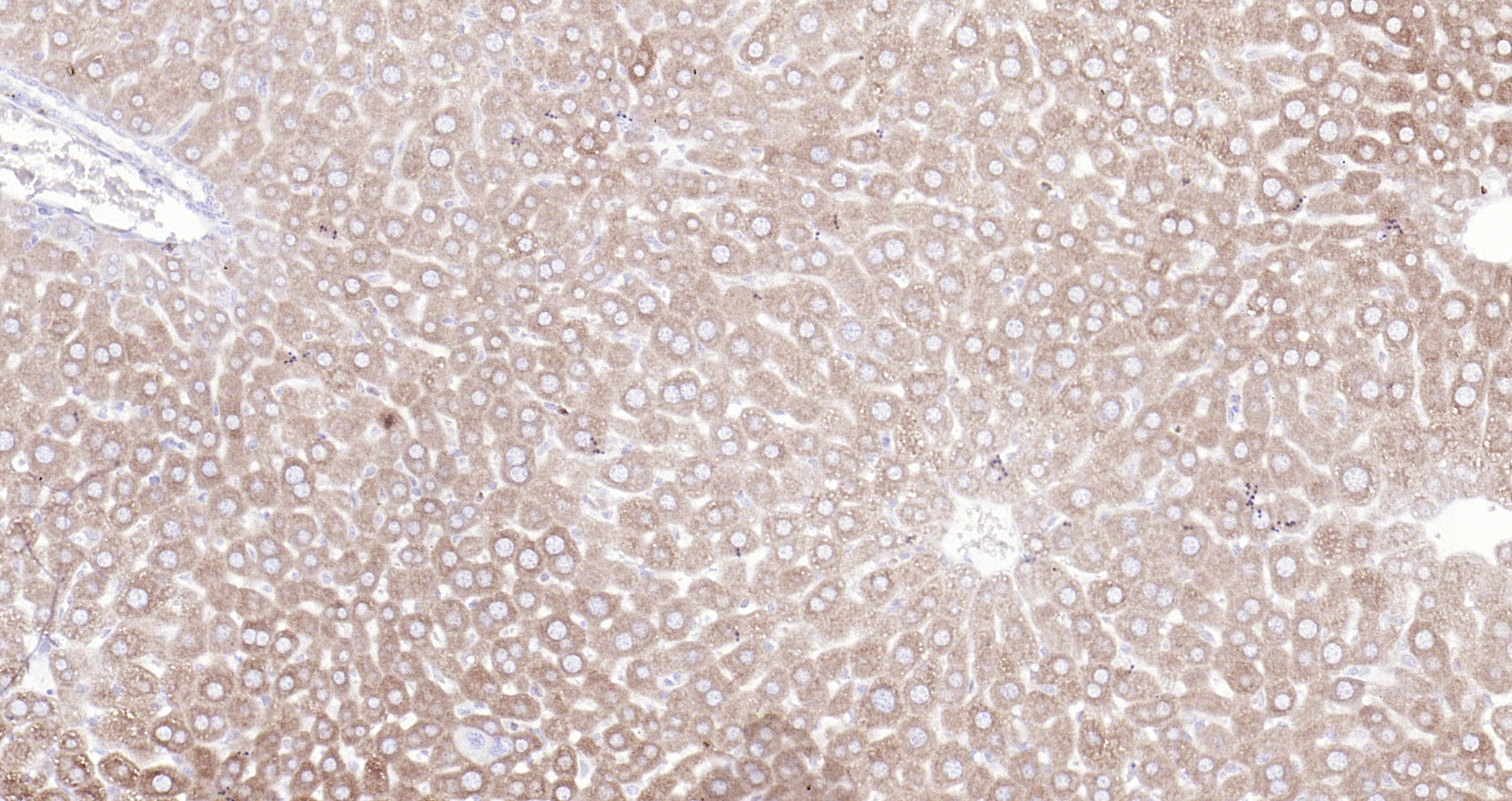 Paraformaldehyde-fixed, paraffin embedded Mouse liver; Antigen retrieval by boiling in sodium citrate buffer (pH6.0) for 15min; Block endogenous peroxidase by 3% hydrogen peroxide for 20 minutes; Blocking buffer (normal goat serum) at 37°C for 30min; Antibody incubation with Glycogen synthase 1(S641) (10C1) Monoclonal Antibody, Unconjugated (bsm-52159R) at 1:200 overnight at 4°C, DAB staining.