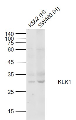 Lane 1: Human K562 cell lysates; Lane 2: Human SW480 cell lysates probed with KLK1 Polyclonal Antibody, Unconjugated (bs-1963R) at 1:1000 dilution and 4°C overnight incubation. Followed by conjugated secondary antibody incubation at 1:20000 for 60 min at 37˚C.