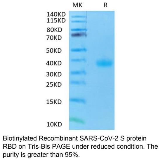 Biotinylated Recombinant SARS-CoV-2 S protein RBD on Tris-Bis PAGE under reduced condition. The purity is great than 95%.