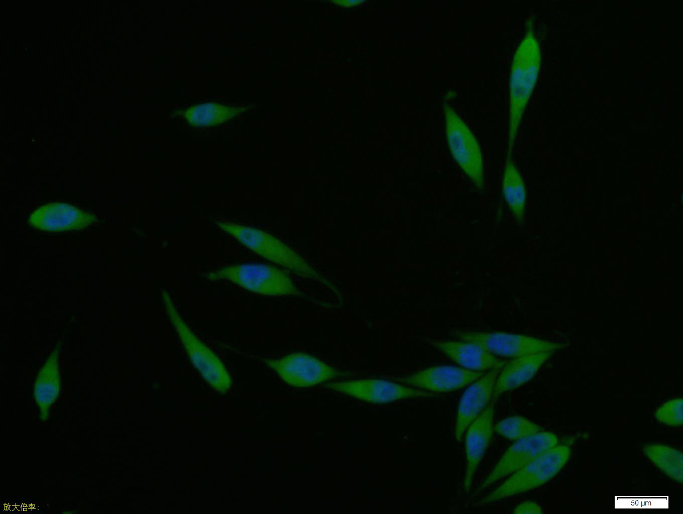 A431 cell; 4% Paraformaldehyde-fixed; Triton X-100 at room temperature for 20 min; Blocking buffer (normal goat serum, C-0005) at 37°C for 20 min; Antibody incubation with (SPR) polyclonal Antibody, Unconjugated (bs-11784R) 1:100, 90 minutes at 37°C; followed by a conjugated Goat Anti-Rabbit IgG antibody at 37°C for 90 minutes, DAPI (blue, C02-04002) was used to stain the cell nuclei.