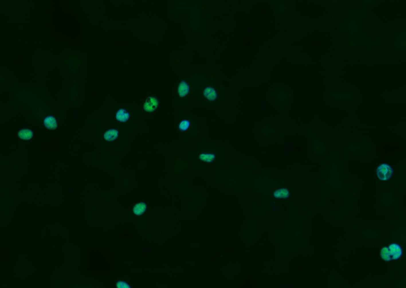 HUVEC cell; 4% Paraformaldehyde-fixed; Triton X-100 at room temperature for 20 min; Blocking buffer (normal goat serum, C-0005) at 37\u00b0C for 20 min; Antibody incubation with (phospho-Nrf2 (Ser40)) monoclonal Antibody, Unconjugated (bsm-52179R) 1:100, 90 minutes at 37\u00b0C; followed by a conjugated Goat Anti-Rabbit IgG antibody at 37\u00b0C for 90 minutes, DAPI (blue, C02-04002) was used to stain the cell nuclei.