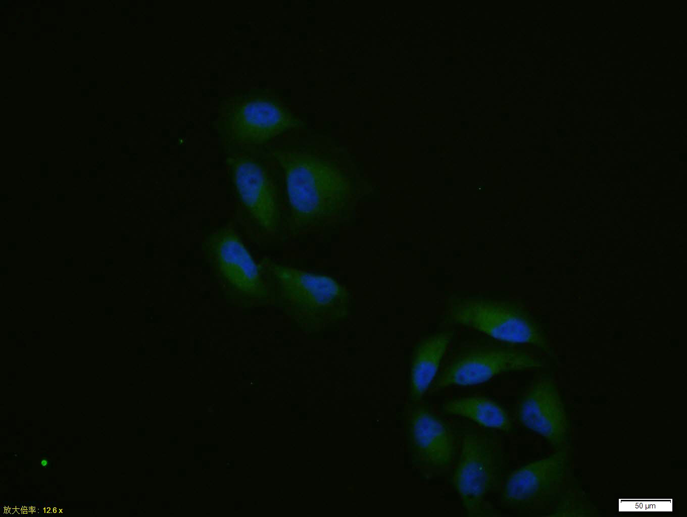 Hela cell; 4% Paraformaldehyde-fixed; Triton X-100 at room temperature for 20 min; Blocking buffer (normal goat serum, C-0005) at 37°C for 20 min; Antibody incubation with (Thrombin receptor/ PAR1) polyclonal Antibody, Unconjugated (bs-0828R) 1:100, 90 minutes at 37°C; followed by a conjugated Goat Anti-Rabbit IgG antibody at 37°C for 90 minutes, DAPI (blue, C02-04002) was used to stain the cell nuclei.
