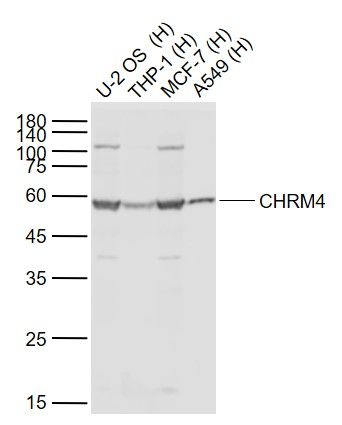Lane 1: Human U-2 OS cell lysates; Lane 2: Human THP-1 cell lysates; Lane 3: Human MCF-7 cell lysates; Lane 4: Human A549 cell lysates probed with CHRM4 Polyclonal Antibody, Unconjugated (bs-11998R) at 1:1000 dilution and 4°C overnight incubation. Followed by conjugated secondary antibody incubation at 1:20000 for 60 min at 37˚C.
