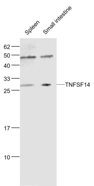 Lane 1: Mouse Spleen lysates; Lane 2: Mouse Small intestine lysates probed with TNFSF14 Polyclonal Antibody, Unconjugated (bs-2462R) at 1:1000 dilution and 4˚C overnight incubation. Followed by conjugated secondary antibody incubation at 1:20000 for 60 min at 37˚C.