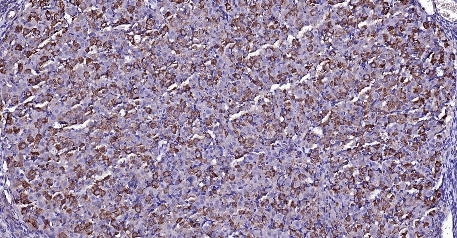 Paraformaldehyde-fixed, paraffin embedded Rat ovarian; Antigen retrieval by boiling in sodium citrate buffer (pH6.0) for 15min; Block endogenous peroxidase by 3% hydrogen peroxide for 20 minutes; Blocking buffer (normal goat serum) at 37°C for 30min; Antibody incubation with FGF8 Polyclonal Antibody, Unconjugated (bs-0735R) at 1:200 overnight at 4°C, DAB staining.