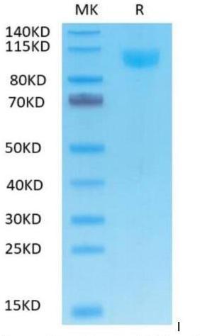 Biotinylated recombinant human ACE2 on Tris-Bis PAGE under reduced condition. The purity is greater than 95%.
