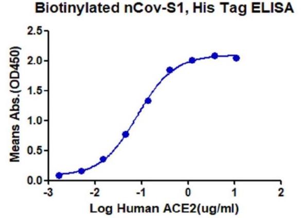 Immobilized biotinylated n-COV S1, His Tag at 1ug/ml (100ul/Well). Dose-response curve for ACE2, Fc tag with the EC50 of 81ng/ml determined by ELISA.