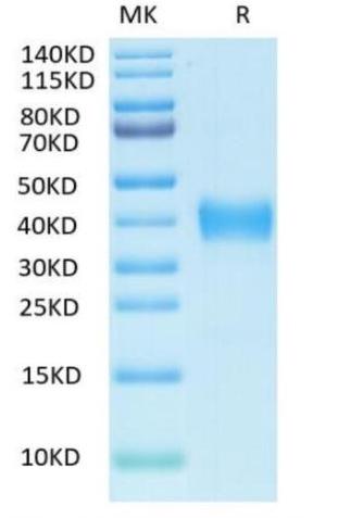 Biotinylated Recombinant SARS Spike RBD on Tris-Bis PAGE under reduced condition. The purity is greater than 95%.