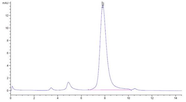 The purity of Biotinylated SARS Spike RBD is greater than 95% as determined by SEC-HPLC.