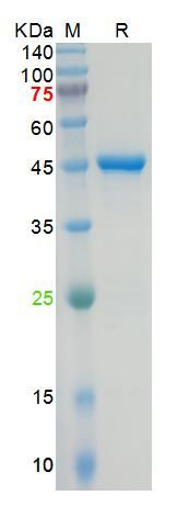 The purity of the protein is greater than 90% as determined by reducing SDS-PAGE. 