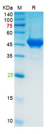 The purity of the protein is greater than 90% as determined by reducing SDS-PAGE.