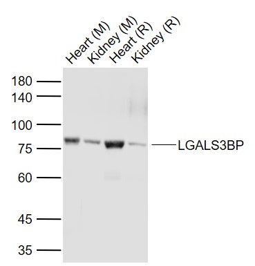 Lane 1: Mouse Heart tissue lysates; Lane 2: Mouse Kidney tissue lysates; Lane 3: Rat Heart tissue lysates; Lane 4: Rat Kidney tissue lysates probed with LGALS3BP Polyclonal Antibody, Unconjugated (bs-5729R) at 1:1000 dilution and 4°C overnight incubation. Followed by conjugated secondary antibody incubation at 1:20000 for 60 min at 37˚C.