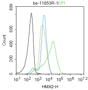 Hela cells were fixed with 4% PFA for 10min at room temperature,permeabilized with 90% ice-cold methanol for 20 min at -20℃, and incubated in 5% BSA blocking buffer for 30 min at room temperature. Cells were then stained with HMX2 Polyclonal Antibody(bs-11853R)at 1:100 dilution in blocking buffer and incubated for 30 min at room temperature, washed twice with 2%BSA in PBS, followed by secondary antibody incubation for 40 min at room temperature. Acquisitions of 20,000 events were performed. Cells stained with primary antibody (green), and isotype control (orange).