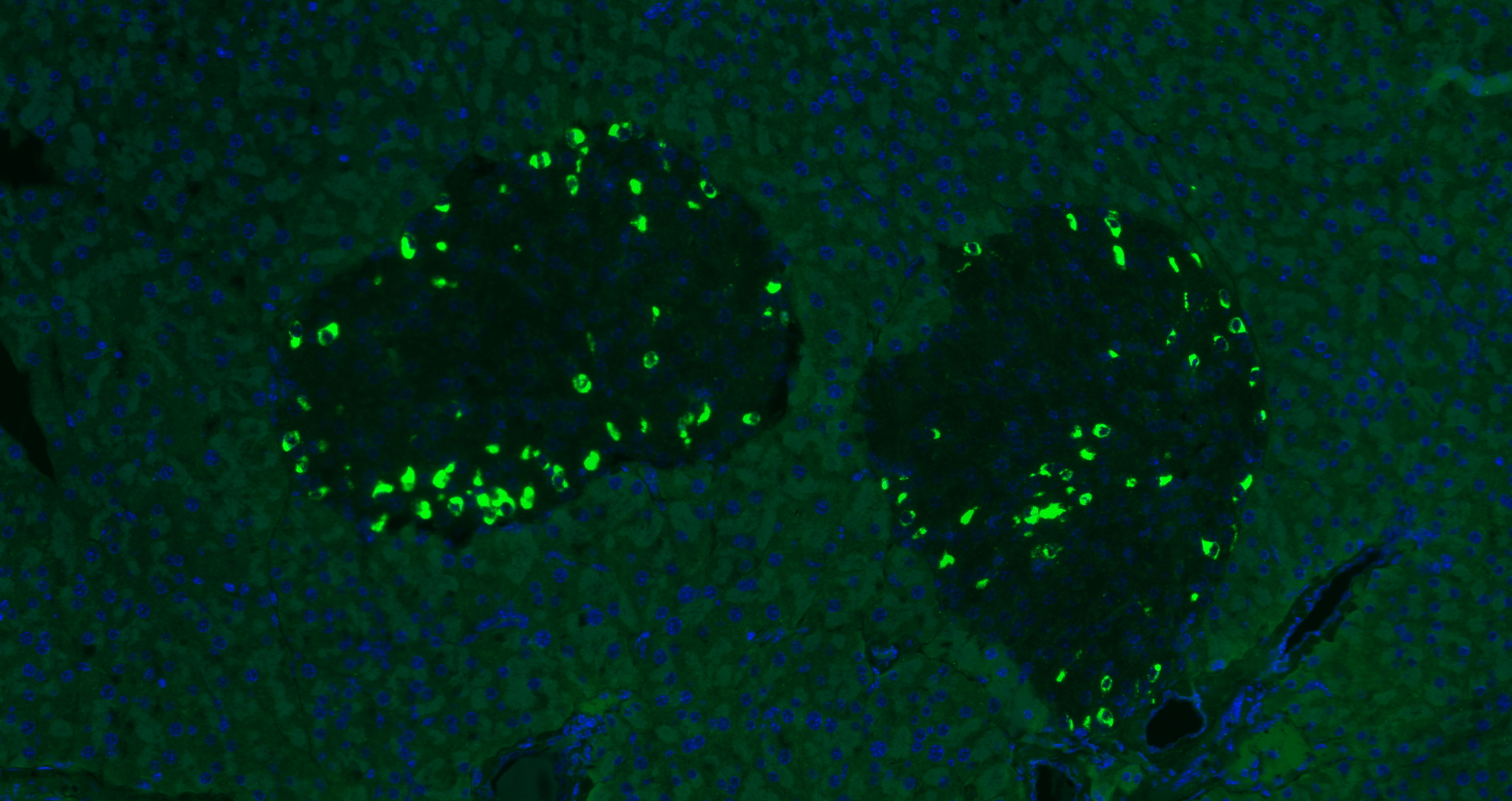 Paraformaldehyde-fixed, paraffin embedded (rat pancreas); Antigen retrieval by boiling in sodium citrate buffer (pH6.0) for 15min; Blocking buffer (normal goat serum) at 37°C for 30min; Antibody incubation with (GLP-1(1G9)) Monoclonal Antibody, Unconjugated (bsm-0933M ) at 1:500 overnight at 4°C, followed by a conjugated Goat Anti- Mouse IgG antibody (YF488) for 90 minutes, and DAPI for nuclei staining.