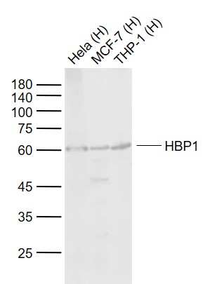 Lane 1: Human Hela cell lysates; Lane 2: Human MCF-7 cell lysates; Lane 3: Human THP-1 cell lysates probed with HBP1 Polyclonal Antibody, Unconjugated (bs-15418R) at 1:1000 dilution and 4°C overnight incubation. Followed by conjugated secondary antibody incubation at 1:20000 for 60 min at 37˚C.
