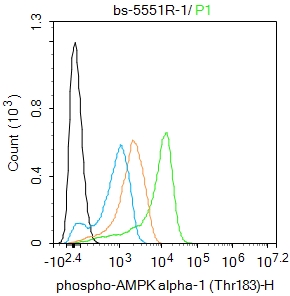 AMPK alpha 1 Thr198 Antibody Bioss