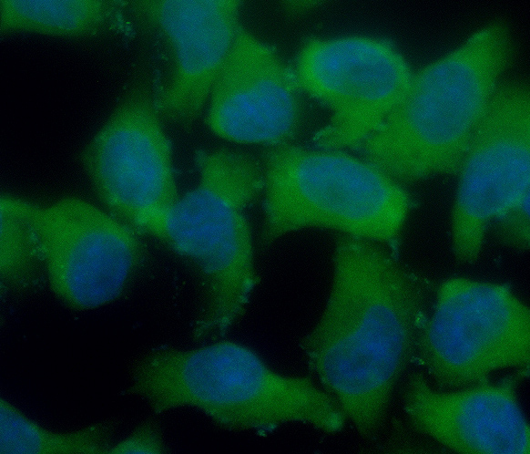 Hela cell; 4% Paraformaldehyde-fixed; Ice-cold methanol at -20℃ for 20 min; Blocking buffer (normal goat serum, C-0005) at 37°C for 20 min; Antibody incubation with (SCF) polyclonal Antibody, Unconjugated (bs-0545R) 1:100, 90 minutes at 37°C; followed by a FITC conjugated Goat Anti-Rabbit IgG antibody at 37°C for 90 minutes, DAPI (blue, C02-04002) was used to stain the cell nuclei.