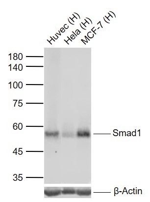 Lane 1: Human Huvec cell lysates; Lane 2: Human Hela cell lysates; Lane 3: Human MCF-7 cell lysates probed with Smad1 Monoclonal Antibody, Unconjugated (bsm-52222R) at 1:1000 dilution and 4\u00b0C overnight incubation. Followed by conjugated secondary antibody incubation at 1:20000 for 60 min at 37˚C.