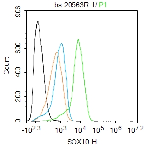 B16 cells were fixed with 4% PFA for 10min at room temperature,permeabilized with 90% ice-cold methanol for 20 min at -20℃, and incubated in 5% BSA blocking buffer for 30 min at room temperature. Cells were then stained with SOX10 Polyclonal Antibody(bs-20563R)at 1:100 dilution in blocking buffer and incubated for 30 min at room temperature, washed twice with 2%BSA in PBS, followed by secondary antibody incubation for 40 min at room temperature. Acquisitions of 20,000 events were performed. Cells stained with primary antibody (green), and isotype control (orange).