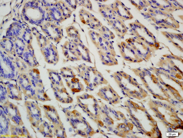 Formalin-fixed and paraffin embedded rat colon labeled with Anti OLFM4 Polyclonal Antibody, Unconjugated (bs-6558R) at 1:200 followed by conjugation to the secondary antibody and DAB staining