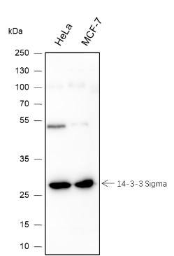 Blocking buffer: 5% NFDM\/TBST\r\nPrimary ab dilution: 1:1000\r\nPrimary ab incubation condition: room temperature 2h\r\nSecondary ab: Goat Anti-Mouse IgG H&L (HRP)\r\nLysate: HeLa, MCF-7\r\nProtein loading quantity: 20 \u03bcg\r\nExposure time: 60 s\r\nPredicted MW: 28 kDa\r\nObserved MW: 28 kDa\r\n