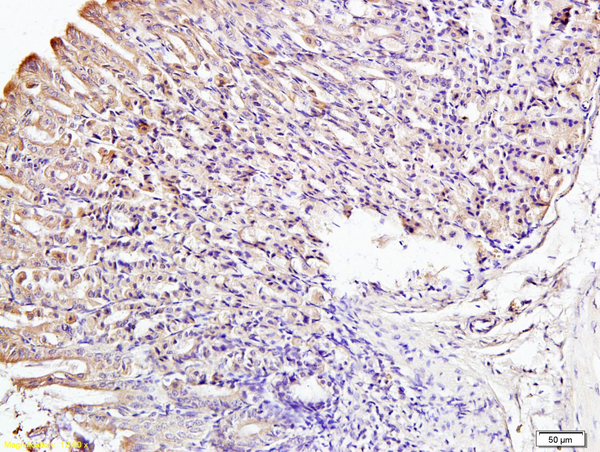 Formalin-fixed and paraffin embedded mouse stomach labeled with Anti-IRF3  Polyclonal Antibody, Unconjugated (bs-2993R) at 1:200 followed by conjugation to the secondary antibody and DAB staining