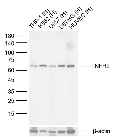 Lane 1: Human THP-1 cell lysates; Lane 2: Human K562 cell lysates; Lane 3: Human U937 cell; Lane 4: Human U87MG cell；Lane 5: Human HUVEC cell. Probed with TNFR2 monoclonal Antibody, unconjugated (bsm-52938R) at 1:1000 dilution and 4°C overnight incubation. Followed by conjugated secondary antibody incubation at 1:20000 for 60 min at 37˚C.