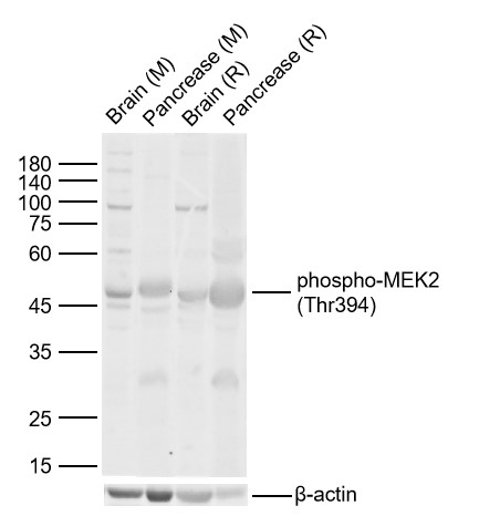 Lane 1: Mouse Brain lysates; Lane 2: Mouse Pancrease lysates; Lane 3: Rat Brain lysates; Lane 4: Rat Pancrease lysates. Probed with phospho-MEK2 polyclonal Antibody, unconjugated (bs-5427R) at 1:1000 dilution and 4°C overnight incubation. Followed by conjugated secondary antibody incubation at 1:20000 for 60 min at 37˚C.