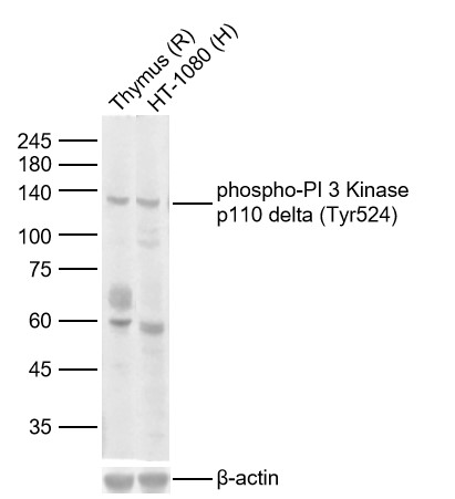 Lane 1: Rat Thymus lysates; Lane 2: Human HT-1080 cell lysates. Probed with phospho-PI 3 Kinase p110 delta (Tyr524) polyclonal Antibody, unconjugated (bs-5587R) at 1:1000 dilution and 4°C overnight incubation. Followed by conjugated secondary antibody incubation at 1:20000 for 60 min at 37˚C.