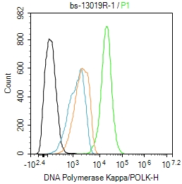 Hela cells were fixed with 4% PFA for 10min at room temperature,permeabilized with 90% ice-cold methanol for 20 min at -20℃, and incubated in 5% BSA blocking buffer for 30 min at room temperature. Cells were then stained with DNA Polymerase Kappa/POLK Antibody(bs-13019R)at 1:100 dilution in blocking buffer and incubated for 30 min at room temperature, washed twice with 2%BSA in PBS, followed by secondary antibody incubation for 40 min at room temperature. Acquisitions of 20,000 events were performed. Cells stained with primary antibody (green), and isotype control (orange).