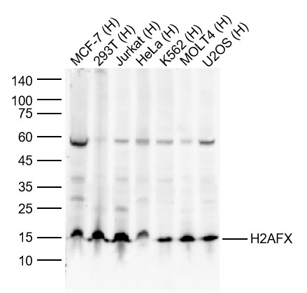 Lane 1: Human MCF-7 cell Lysates; Lane 2: Human 293T cell Lysates; Lane 3: Human Jurkat cell Lysates; Lane 4: Human Hela cell Lysates; Lane 5: Human K562 cell Lysates; Lane 6: Human MOLT4 cell Lysates; Lane 7: Human U2OS cell Lysates. Probed with H2AFX monoclonal Antibody, unconjugated (bsm-51222M) at 1:1000 dilution and 4°C overnight incubation. Followed by conjugated secondary antibody incubation at 1:20000 for 60 min at 37˚C.