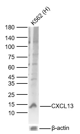 Lane 1: Human K562 cell Lysates. Probed with CXCL13 polyclonal Antibody, unconjugated (bs-2553R) at 1:1000 dilution and 4°C overnight incubation. Followed by conjugated secondary antibody incubation at 1:20000 for 60 min at 37˚C.