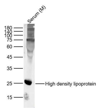Lane 1: Mouse Serum Lysates. Probed with High density lipoprotein polyclonal Antibody, unconjugated (bs-4589R) at 1:1000 dilution and 4°C overnight incubation. Followed by conjugated secondary antibody incubation at 1:20000 for 60 min at 37˚C.