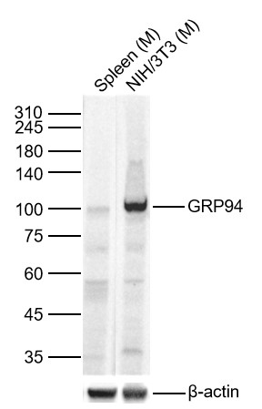 Lane 1: Mouse Spleen Lysates; Lane 2: Mouse NIH/3T3 cell Lysates. Probed with GRP94 polyclonal Antibody, unconjugated (bs-0194R) at 1:1000 dilution and 4°C overnight incubation. Followed by conjugated secondary antibody incubation at 1:20000 for 60 min at 37˚C.