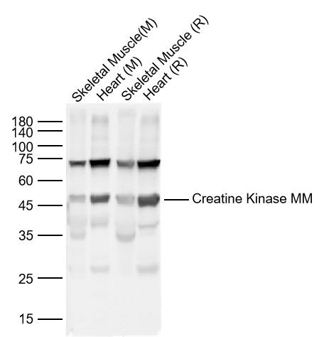 Lane 1: Mouse Skeletal Muscle Lysates; Lane 2: Mouse Heart Lysates; Lane 3: Rat Skeletal Muscle Lysates; Lane 4: Rat Heart Lysates. Probed with Creatine Kinase MM polyclonal Antibody, unconjugated (bs-7530R) at 1:1000 dilution and 4\u00b0C overnight incubation. Followed by conjugated secondary antibody incubation at 1:20000 for 60 min at 37˚C.