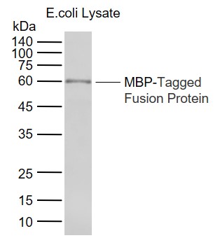 Lane 1: MBP-Tagged Fusion Protein Overexpression E.coli Lysate (bs- 41233P) probed with MBP tag Polyclonal Antibody, Unconjugated (bs-2967R) at 1:200000 dilution and 4\u00b0C overnight incubation. Followed by conjugated secondary antibody incubation at 1:20000 for 60 min at 37˚C.