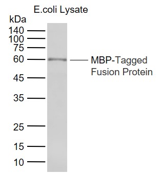 Lane 1: MBP-Tagged Fusion Protein Overexpression E.coli Lysate (bs- 41233P) probed with MBP tag Polyclonal Antibody, Unconjugated (bs-2967R) at 1:200000 dilution and 4°C overnight incubation. Followed by conjugated secondary antibody incubation at 1:20000 for 60 min at 37˚C.