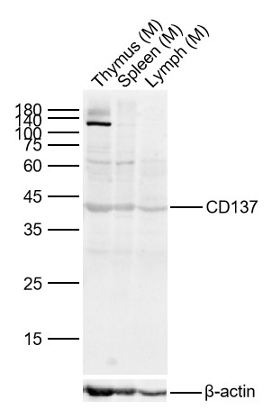 Lane 1: Mouse Thymus Lysates; Lane 2: Mouse Spleen Lysates; Lane 2: Mouse Lymph Lysates. Probed with CD137 polyclonal Antibody, unconjugated (bs-2449R) at 1:1000 dilution and 4\u00b0C overnight incubation. Followed by conjugated secondary antibody incubation at 1:20000 for 60 min at 37˚C.