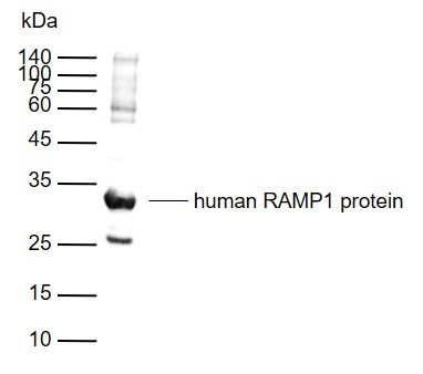 Lane 1: Recombinant human RAMP1 protein (bs-41350P) probed with RAMP1 Polyclonal Antibody, Unconjugated (bs-1567R) at 1:1000 dilution and 4°C overnight incubation. Followed by conjugated secondary antibody incubation at 1:20000 for 60 min at 37˚C.