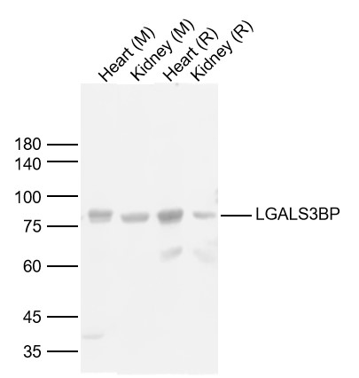 Lane 1: Mouse Heart Lysates; Lane 2: Mouse Kidney Lysates; Lane 3: Rat Heart Lysates; Lane 4: Rat Kidney Lysates. Probed with LGALS3BP polyclonal Antibody, unconjugated (bs-5729R) at 1:1000 dilution and 4°C overnight incubation. Followed by conjugated secondary antibody incubation at 1:20000 for 60 min at 37˚C.