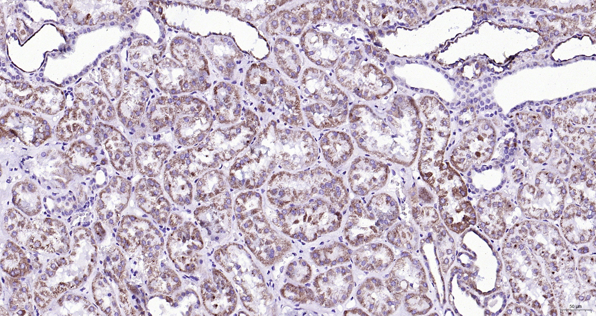 Paraformaldehyde-fixed, paraffin embedded (Human kidney); Antigen retrieval by boiling in sodium citrate buffer (pH6.0) for 15min; Block endogenous peroxidase by 3% hydrogen peroxide for 20 minutes; Blocking buffer (normal goat serum) at 37°C for 30min; Antibody incubation with (FGFR1) Monoclonal Antibody, Unconjugated (bsm-51288M) at 1:200 overnight at 4°C, followed by operating according to SP Kit(Mouse)(sp-0024) instructionsand DAB staining.