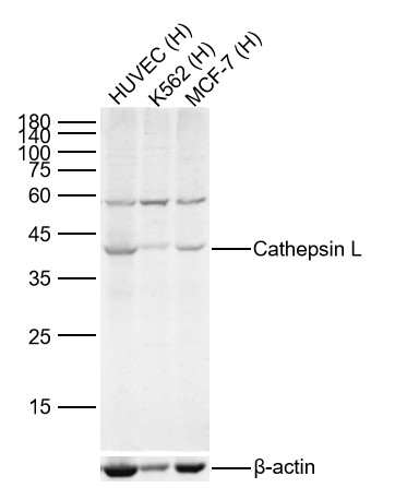 Lane 1: Human HUVEC cell Lysates; Lane 2: Human K562 cell Lysates; Lane 3: Human MCF-7 cell Lysates. Probed with Cathepsin L polyclonal Antibody, unconjugated (bs-1508R) at 1:300 dilution and 4\u00b0C overnight incubation. Followed by conjugated secondary antibody incubation at 1:20000 for 60 min at 37˚C.