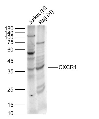 Lane 1: Human Jurkat cell Lysates; Lane 2: Human Raji cell Lysates. Probed with CXCR1 polyclonal Antibody, unconjugated (bs-1009R) at 1:1000 dilution and 4\u00b0C overnight incubation. Followed by conjugated secondary antibody incubation at 1:20000 for 60 min at 37˚C.