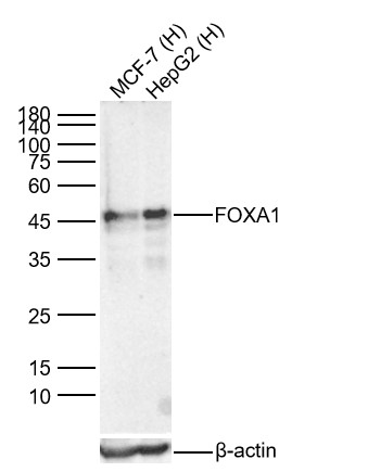 Lane 1: Human MCF-7 cell Lysates; Lane 2: Human HepG2 cell Lysates. Probed with FOXA1 monoclonal Antibody, unconjugated (bsm-52072R) at 1:1000 dilution and 4\u00b0C overnight incubation. Followed by conjugated secondary antibody incubation at 1:20000 for 60 min at 37˚C.