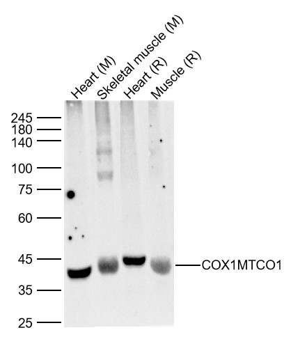 Lane 1: Mouse Heart Lysates; Lane 2: Mouse Skeletal muscle Lysates; Lane 3: Rat Heart Lysates; Lane 4: Rat Muscle Lysates. Probed with COX1MTCO1 polyclonal Antibody, unconjugated (bs-3953R) at 1:1000 dilution and 4°C overnight incubation. Followed by conjugated secondary antibody incubation at 1:20000 for 60 min at 37˚C.