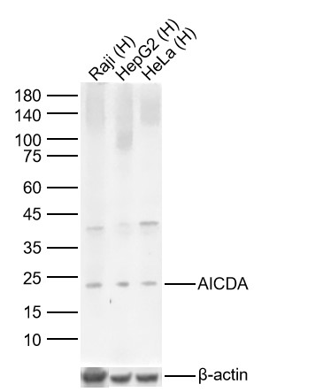 Lane 1: Human Raji cell Lysates; Lane 2: Human HepG2 cell Lysates; Lane 3: Human Hela cell Lysates. Probed with AICDA polyclonal Antibody, unconjugated (bs-7855R) at 1:1000 dilution and 4°C overnight incubation. Followed by conjugated secondary antibody incubation at 1:20000 for 60 min at 37˚C.