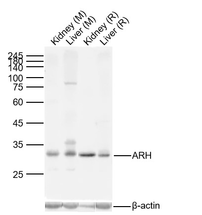 Lane 1: Mouse Kidney Lysates; Lane 2: Mouse Liver Lysates; Lane 3: Rat Kidney Lysates; Lane 4: Rat Liver Lysates. Probed with ARH polyclonal Antibody, unconjugated (bs-6337R) at 1:1000 dilution and 4°C overnight incubation. Followed by conjugated secondary antibody incubation at 1:20000 for 60 min at 37˚C. Lane 1: Mouse Kidney Lysates; Lane 2: Mouse Liver Lysates; Lane 3: Rat Kidney Lysates; Lane 4: Rat Liver Lysates. Probed with ARH polyclonal Antibody, unconjugated (bs-6337R) at 1:1000 dilution and 4°C overnight incubation. Followed by conjugated secondary antibody incubation at 1:20000 for 60 min at 37˚C.