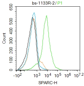U87MG cells were incubated in 5% BSA blocking buffer for 30 min at room temperature. Cells were then stained with SPARC Polyclonal Antibody(bs-1133R)at 1:100 dilution in blocking buffer and incubated for 30 min at room temperature, washed twice with 2%BSA in PBS, followed by secondary antibody incubation for 40 min at room temperature. Acquisitions of 20,000 events were performed. Cells stained with primary antibody (green), and isotype control (orange).