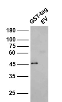 Transformed (GST-tag or EV) E. coli cells lysates were subjected to SDS-PAGE followed by WB with bs-2122R (Anti-GST) at dilution of 1:60,000 incubated at 4℃ overnight.
